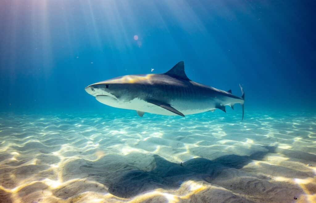 black shark underwater photo swimming peacefully.