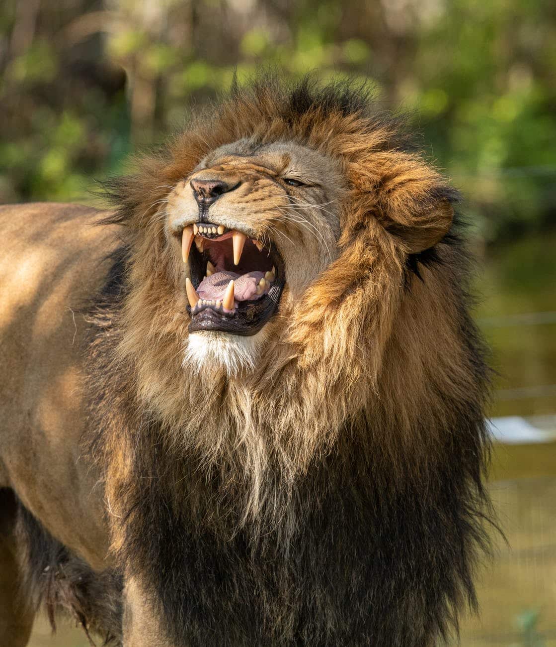 a roaring lion not giving up that the Stock Market is crashing.