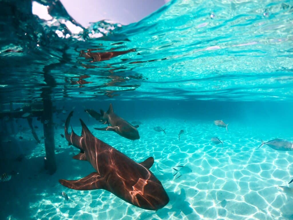 Sharks swimming underwater with some fish as well. Watch out for sharks!