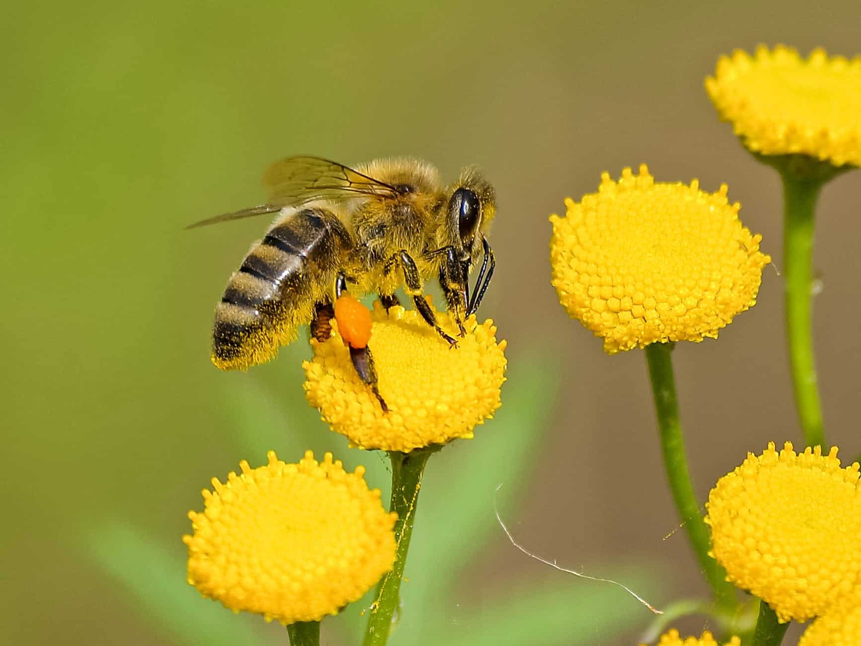 animal bee bloom blooming