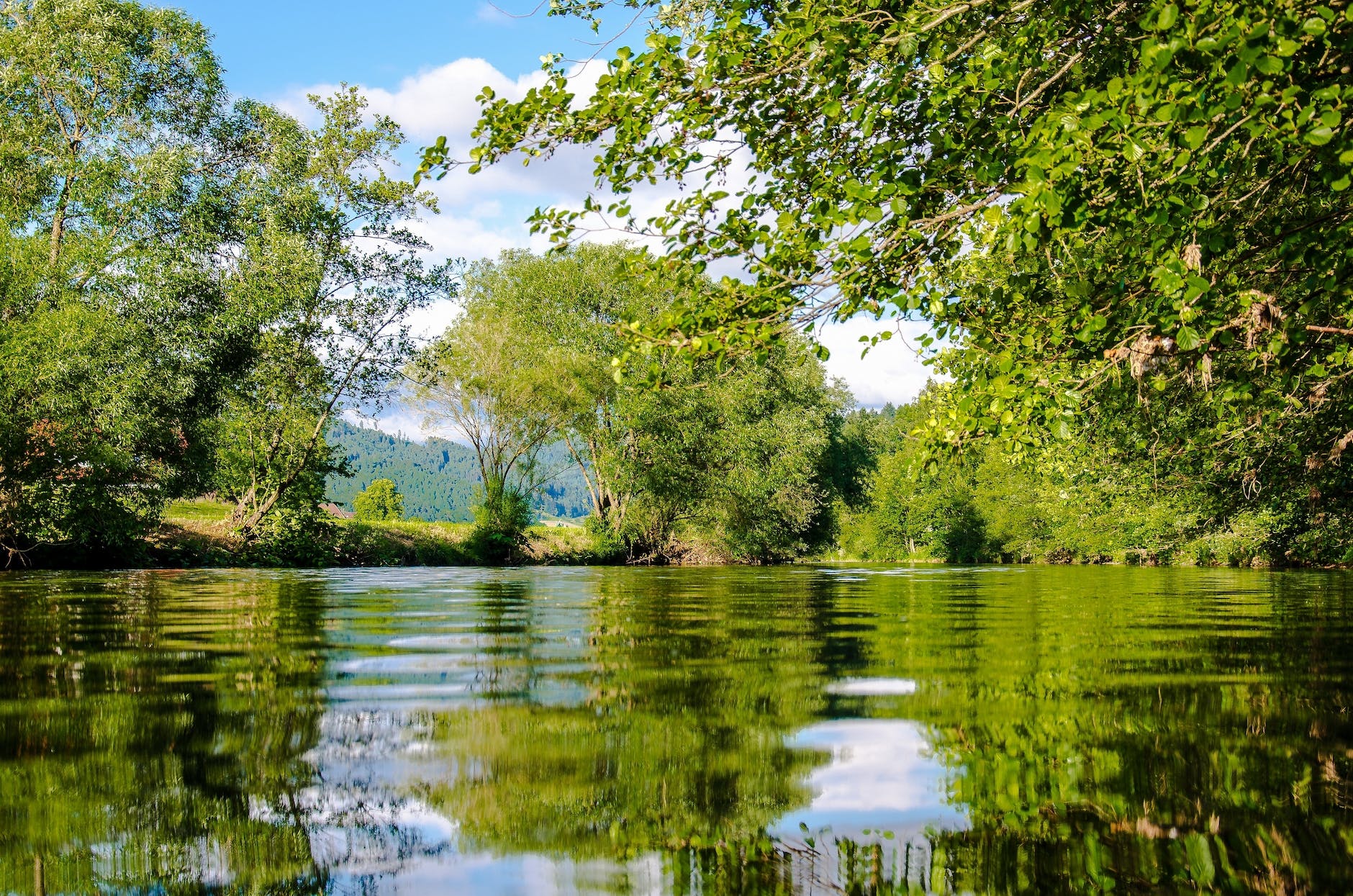 panoramic photo of bushes near pond