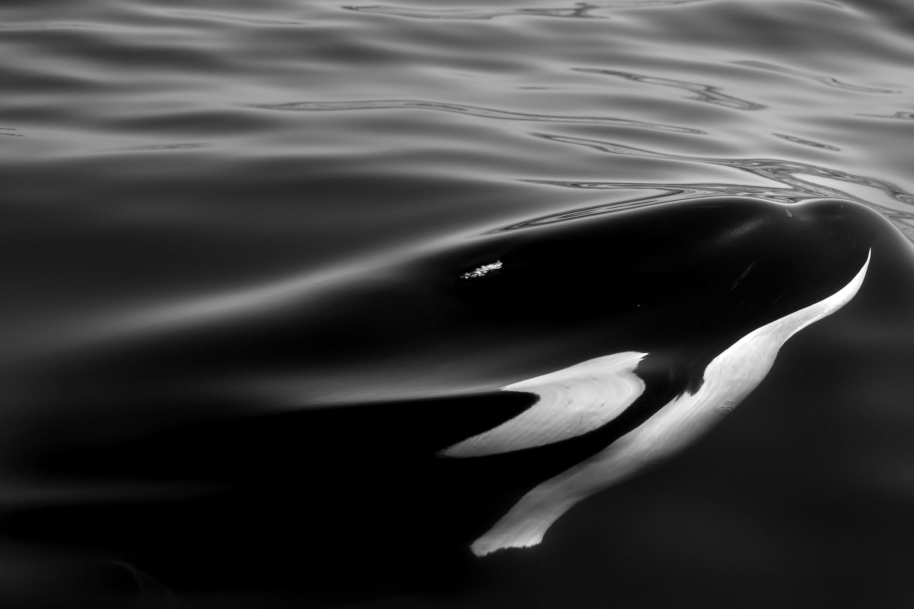 grayscale photo of body of water